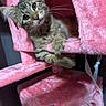 Pebbles is registered to the contest to win money with this photo: cat, kitten, tabby, pet, feline, pink, cat_tree, furniture, indoor, cute, curious, fur, whiskers, paws, animal, cozy, resting, playful, young, household