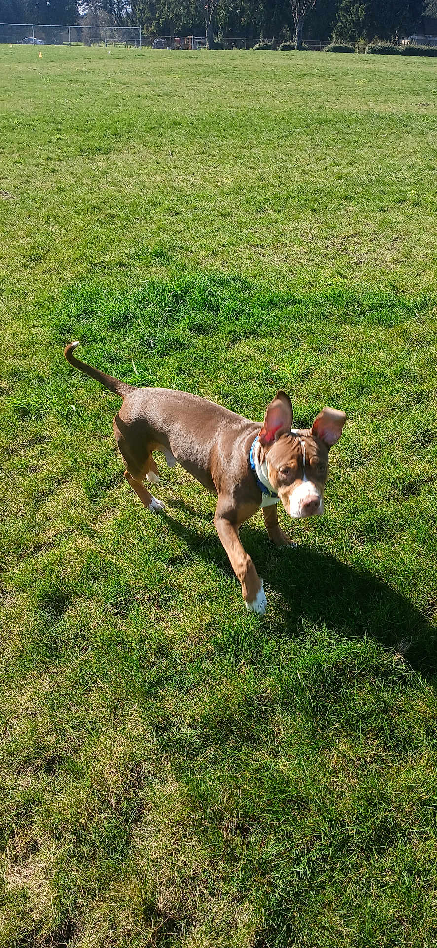 Kush is registered to the contest to win money with this photo: dog, canine, park, grass, field, pet, brown_coat, white_paws, collar, playful, outdoors, sunny, shadow, running, ears_up, looking_at_camera, alert, muzzle, green_lawn, energetic