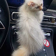 Alya participe au concours pour gagner de l'argent avec cette photo : animal, car_interior, cat, close_up, curious, cute, dashboard, feline, fluffy, gear_shift, indoor, keys, kitten, no_smoking_sign, pet, seat, steering_wheel, white_cat, window, young_cat