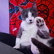 Sabi is registered to the contest to win money with this photo: cat, gray_and_white, paw, sitting, indoor, spider_man, red_background, curious, pet, feline, raised_paw, close_up, animal, cute, portrait, relaxed, whiskers, ears, fur, black_and_white