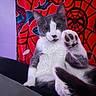 cat, gray_and_white, paw, sitting, indoor, spider_man, red_background, curious, pet, feline, raised_paw, close_up, animal, cute, portrait, relaxed, whiskers, ears, fur, black_and_white
