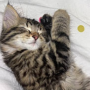 Mowgli participe au concours pour gagner de l'argent avec cette photo : animal, blanket, cat, close_up, cozy, cute, domestic_cat, feline, fur, kitten, paw, pet, pink_nose, polka_dots, resting, sleeping, soft, tabby, whiskers, young