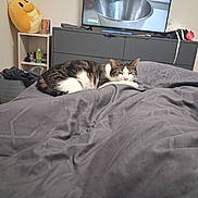 Neon a rejoint le concours — aidez-le/la à gagner de superbes lots ! bed, bedroom, blanket, cat, clothes, cozy, curtain, dresser, duvet, energy_drink_can, floor, indoor, laundry_basket, nightstand, pet, plush_toy, sleeping, tabby_cat, television, window