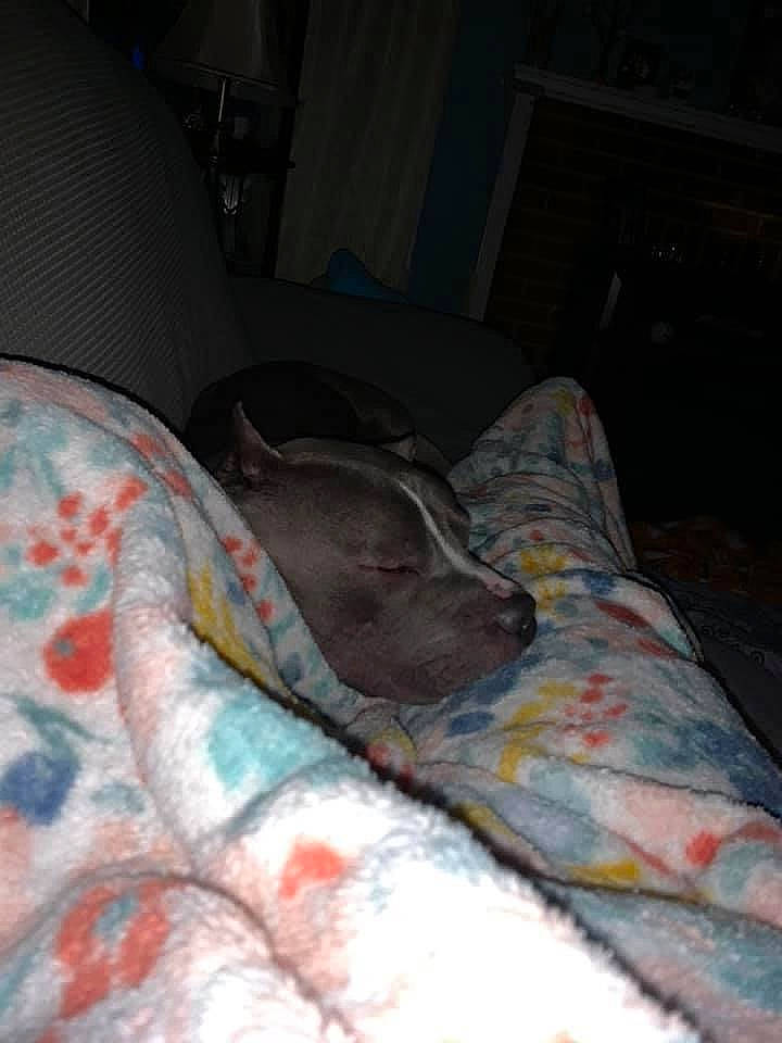 Eli is registered to the contest to win money with this photo: bed_sheet, bedding, bedroom, canidae, carnivore, comfort, couch, darkness, dog, dog_breed, flooring, fur, grey, hardwood, linens, living_room, room, sporting_group, tints_and_shades, wood