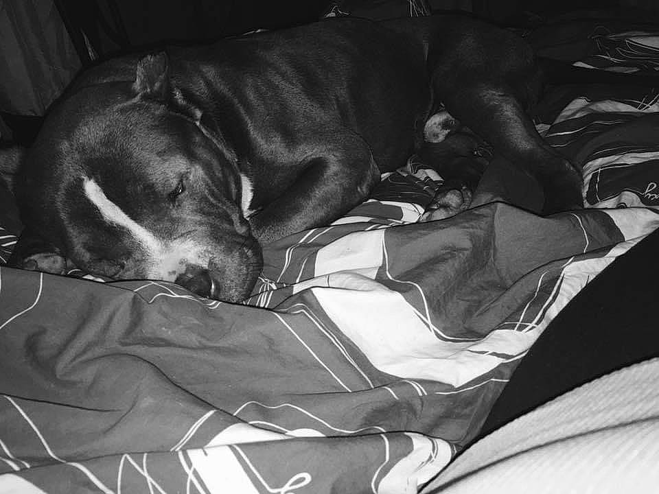 Eli is registered to the contest to win money with this photo: black_and_white, carnivore, comfort, companion_dog, couch, dog, dog_breed, fur, grey, guard_dog, linens, monochrome, monochrome_photography, nap, snout, sporting_group, style, toy_dog, whiskers, working_animal