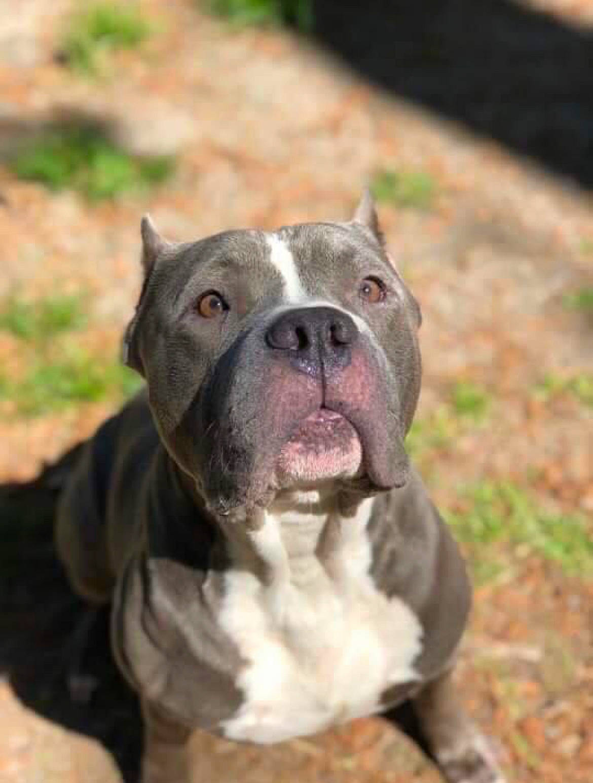 Eli is registered to the contest to win money with this photo: bulldog, canidae, carnivore, companion_dog, dog, dog_breed, fawn, grass, liver, molosser, non_sporting_group, snout, sporting_group, terrestrial_animal, whiskers, working_animal, working_dog