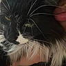 Zara joined the competition — help win amazing prizes! cat, black_and_white, close_up, whiskers, green_eyes, pet, animal, feline, portrait, face, fur, long_hair, person, hand, lips, intimate, tender, indoor, domestic, cute