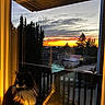 Zara joined the competition — help win amazing prizes! cat, window, sunset, reflection, indoor, outdoor, tree, house, evening, light, shadow, feline, pet, animal, nature, sky, cloud, colorful, calm, quiet