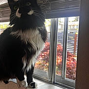 Zara is registered to the contest to win money with this photo: cat, black_and_white, fluffy, windowsill, window, indoor, blinds, curious, pet, animal, feline, looking_outside, daylight, fur, whiskers, home, domestic, nature_outside, plants, quiet