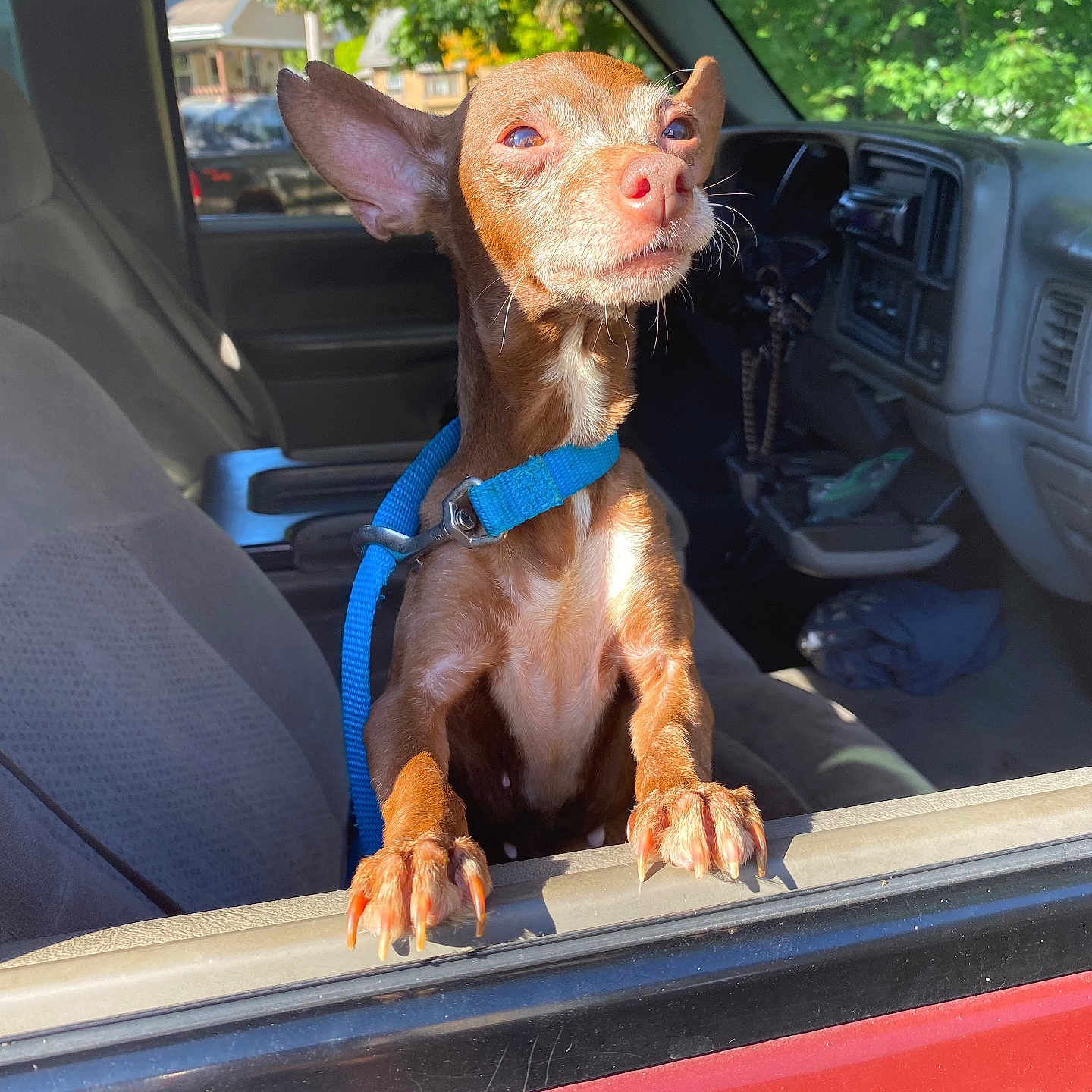 Sassy is registered to the contest to win money with this photo: blue_collar, brown_dog, car_interior, car_window, dashboard, daylight, dog, ears, leash, outdoor, paws, pet, residential_area, seat, small_dog, snout, sunlight, trees, vehicle, window_sill