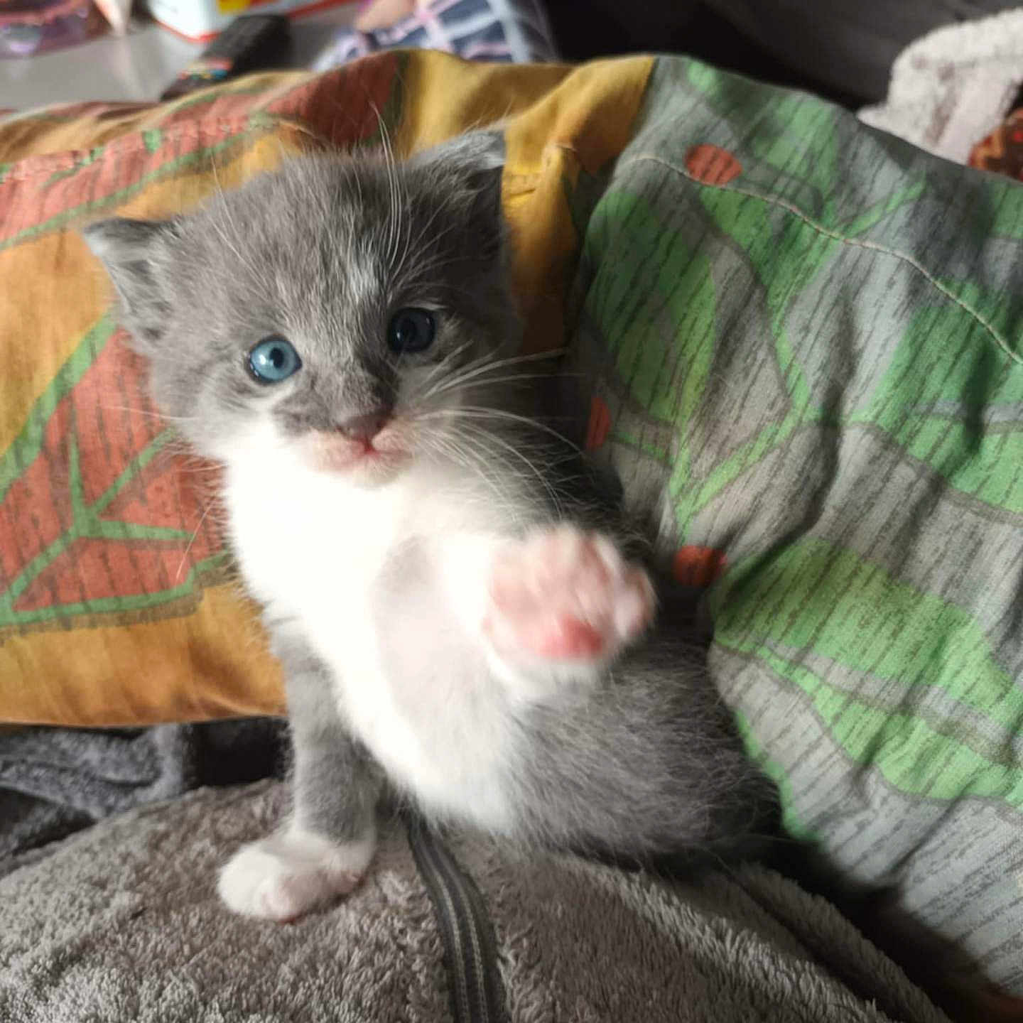 Simba a rejoint le concours — aidez-le/la à gagner de superbes lots ! animal, blanket, blue_eyes, cat, closeup, cushion, cute, domestic_animal, furry, gray_fur, human, indoor, kitten, paw, pet, purple_slippers, resting, soft, texture, white_fur