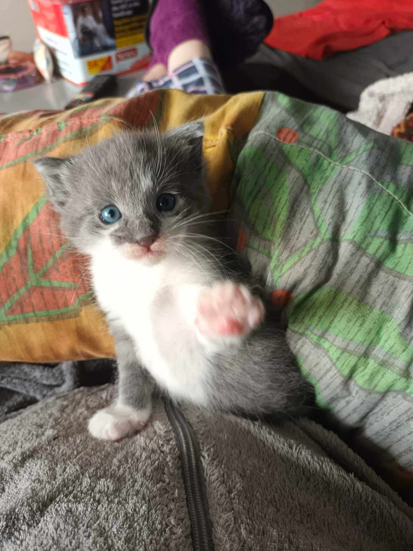 Simba a rejoint le concours — aidez-le/la à gagner de superbes lots ! kitten, cat, blue_eyes, paw, gray_fur, white_fur, pet, indoor, cushion, blanket, human, purple_slippers, texture, closeup, cute, animal, resting, soft, furry, domestic_animal