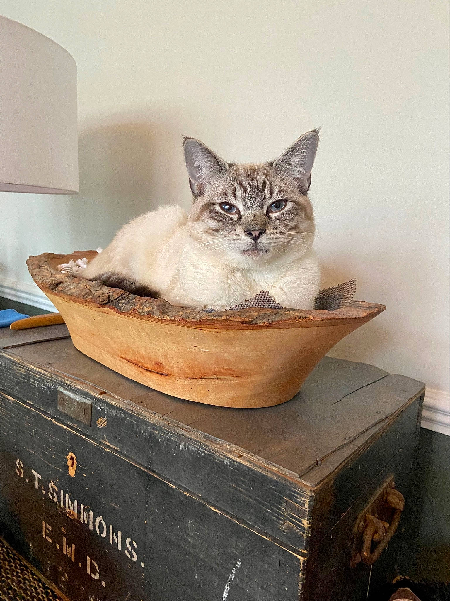 Fitzgerald joined the competition — help win amazing prizes! basket, box, cabinetry, carnivore, cat, cat_supply, chest_of_drawers, domestic_short_haired_cat, drawer, fawn, felidae, fur, lamp, packing_materials, shipping_box, sitting, small_to_medium_sized_cats, table, whiskers, wood