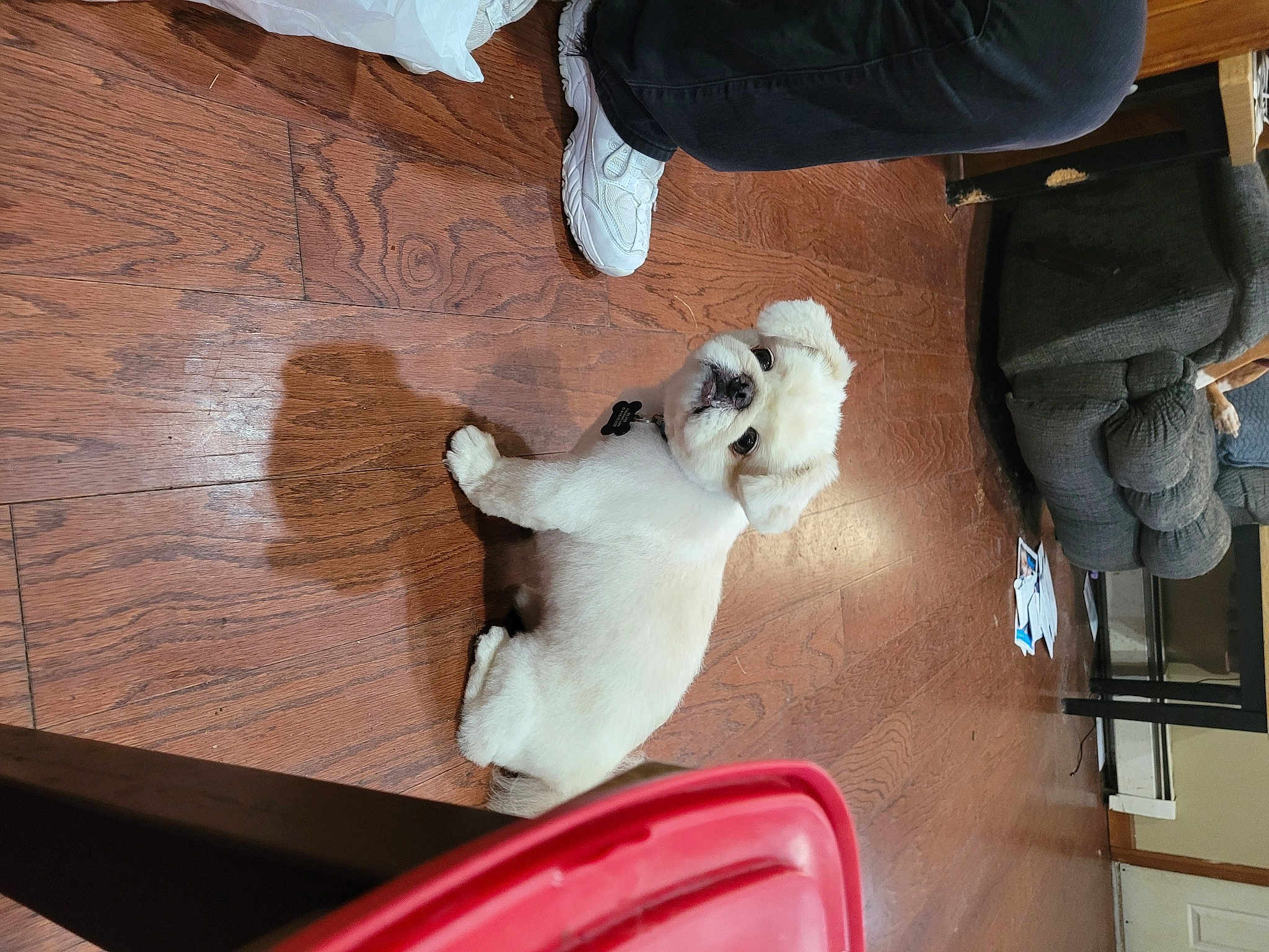 Elvis
