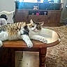 animal, brown, cabinet, carpet, cat, cozy, domestic, fluffy, furniture, furniture_leg, home, indoor, living_room, pet, relaxed, resting, table, television, white, wooden_table