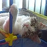 Furbee is registered to the contest to win money with this photo: animal, cage, cat, close_up, curious, cute, feline, fluffy, head_tilt, indoor, paw, pet, plastic_bars, playful, playpen, relaxed, resting, soft_fur, white_and_gray, young_cat