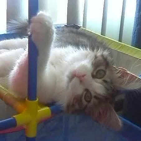 Furbee