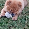 Bud a rejoint le concours — aidez-le/la à gagner de superbes lots ! dog, chow_chow, grass, stone, pet, animal, outdoor, fluffy, cute, playing, lying_down, brown, fur, nature, mammal, canine, paw, snout, closeup, daylight