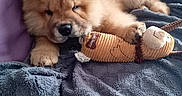 Bud participe au concours pour gagner de l'argent avec cette photo : animal, blanket, chow_chow, companion, couch, cozy, cute, dog, fluffy, fur, home, indoor, paw, pet, plush_toy, puppy, relaxed, resting, sleepy, toy