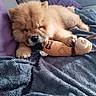 Bud participe au concours pour gagner de l'argent avec cette photo : puppy, dog, chow_chow, fluffy, cute, pet, toy, plush_toy, blanket, couch, indoor, resting, sleepy, cozy, fur, paw, animal, companion, relaxed, home
