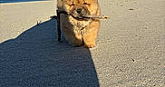 Bud participe au concours pour gagner de l'argent avec cette photo : puppy, chow_chow, dog, beach, sand, stick, sunlight, shadow, sky, clouds, outdoor, animal, cute, fluffy, pet, nature, daytime, small_dog, walking, adorable