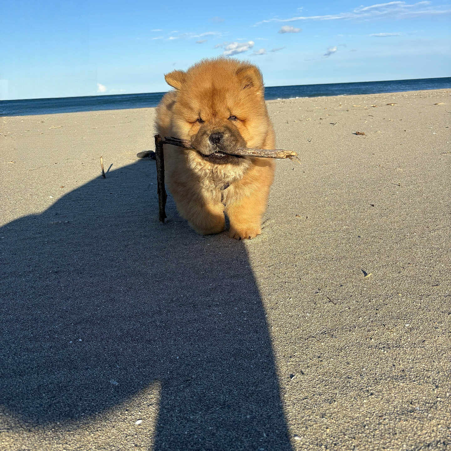 Bud participe au concours pour gagner de l'argent avec cette photo : puppy, chow_chow, dog, beach, sand, stick, sunlight, shadow, sky, clouds, outdoor, animal, cute, fluffy, pet, nature, daytime, small_dog, walking, adorable