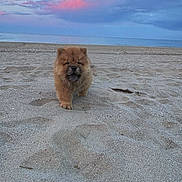 Bud participe au concours pour gagner de l'argent avec cette photo : adorable, animal, beach, calm, chow_chow, clouds, cute, dog, fluffy, landscape, nature, outdoor, pet, puppy, sand, serene, sky, sunset, sunset_sky, walking