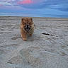 adorable, animal, beach, calm, chow_chow, clouds, cute, dog, fluffy, landscape, nature, outdoor, pet, puppy, sand, serene, sky, sunset, sunset_sky, walking