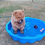 Bud participe au concours pour gagner de l'argent avec cette photo : dog, puppy, chow_chow, blue_pool, water, grass, outdoor, tree, toy, pet, animal, cute, fluffy, summer, play, small_pool, nature, brown_dog, garden, canine
