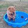 dog, puppy, chow_chow, blue_pool, water, grass, outdoor, tree, toy, pet, animal, cute, fluffy, summer, play, small_pool, nature, brown_dog, garden, canine