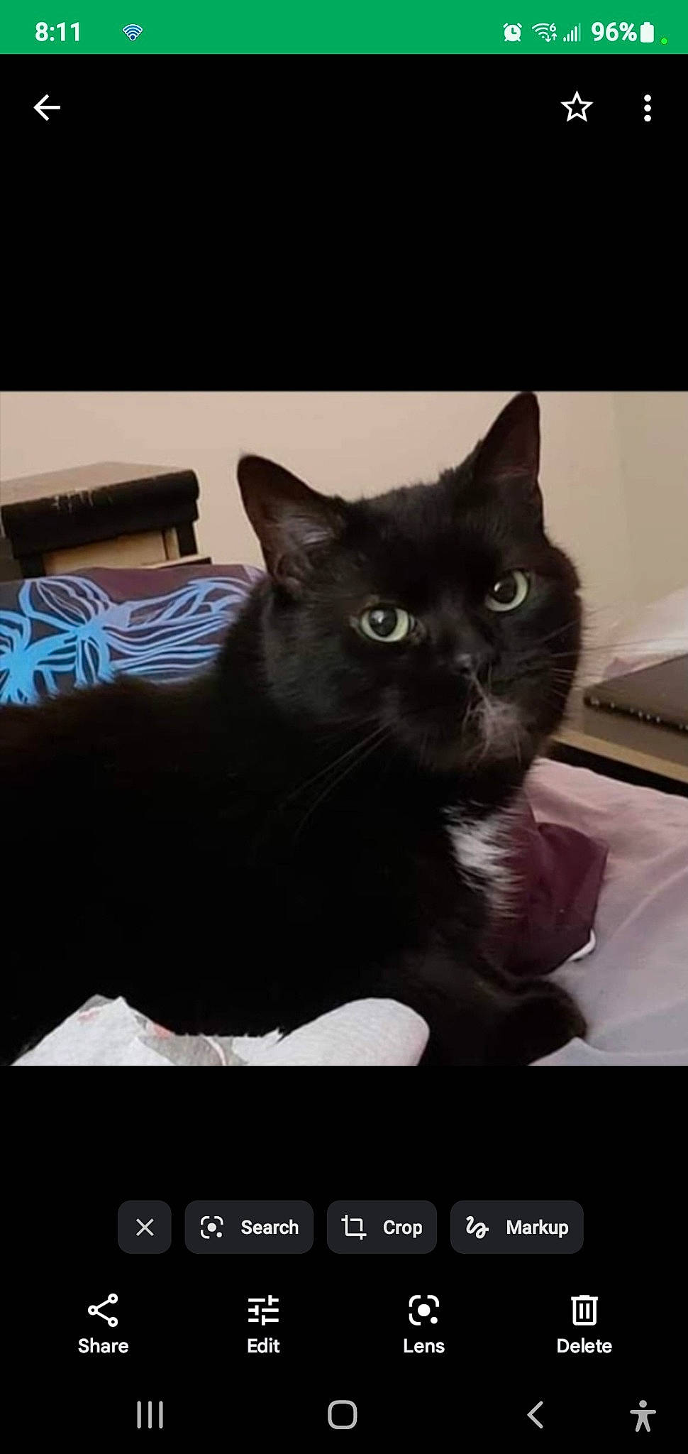 Melman joined the competition — help win amazing prizes! black_cat, bombay, box, carnivore, cat, domestic_short_haired_cat, felidae, font, fur, paw, photo_caption, rectangle, screenshot, small_to_medium_sized_cats, tail, terrestrial_animal, whiskers