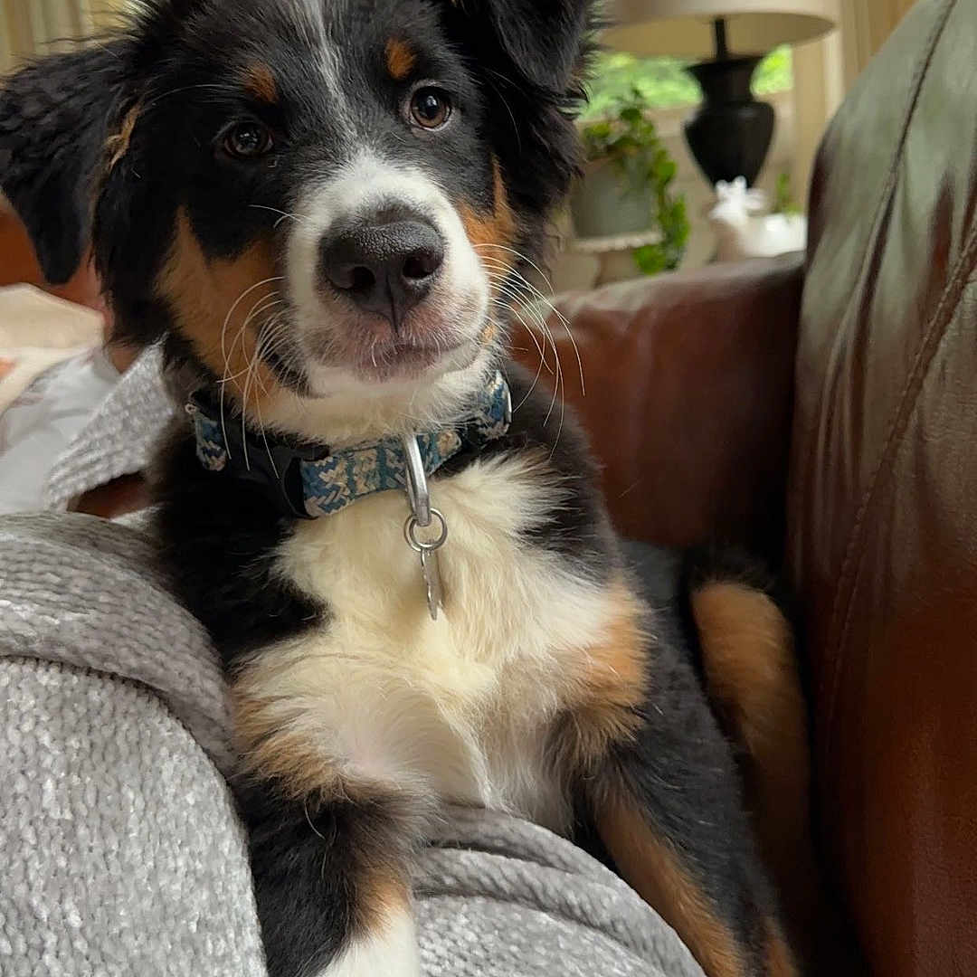 Bear is registered to the contest to win money with this photo: animal, architecture, armchair, building, canine, chair, couch, cushion, dog, furniture, homedecor, hound, indoors, interiordesign, lamp, livingroom, pet, puppy, room, tablelamp