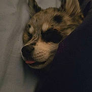 Bailey is registered to the contest to win money with this photo: dog, sleeping, close_up, blanket, cozy, tongue_out, fur, indoors, resting, cute, pet, animal, snuggled, relaxed, face, ears, bed, comfort, calm, domestic