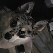 Bailey joined the competition — help win amazing prizes! animal, blue_eyes, close_up, companion, curious, dim_lighting, dog, domestic_animal, ears, friend, fur, indoor, lying_down, muzzle, nose, pet, shadow, soft_surface, speckled_fur, whiskers