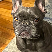 Pierre joined the competition — help win amazing prizes! dog, french_bulldog, pet, close_up, portrait, indoor, brown_eyes, ears, fur, animal, canine, floor, rug, whiskers, snout, looking, sitting, cute, companion, domestic