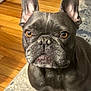 dog, french_bulldog, pet, close_up, portrait, indoor, brown_eyes, ears, fur, animal, canine, floor, rug, whiskers, snout, looking, sitting, cute, companion, domestic