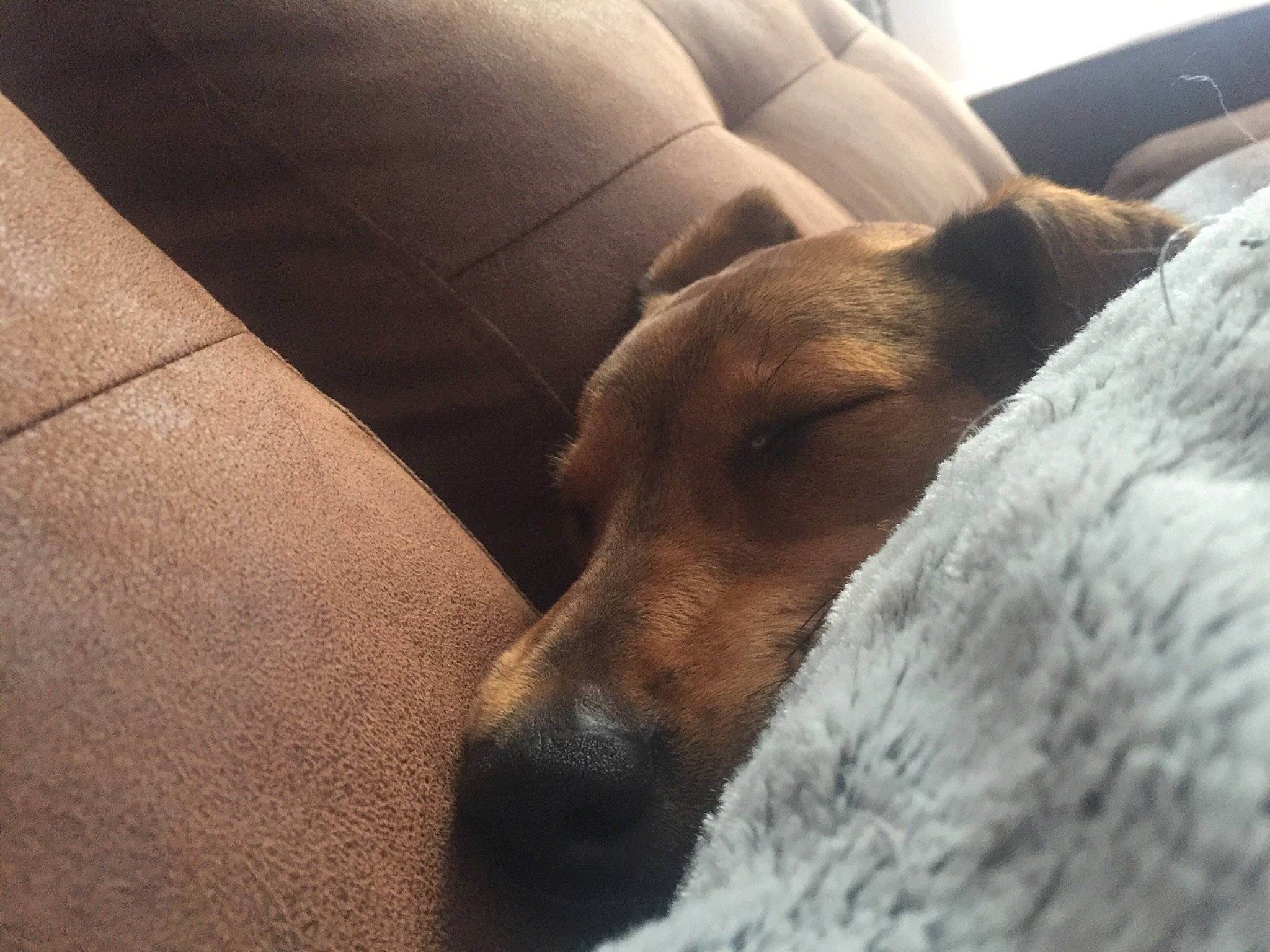 Noisette participe au concours pour gagner de l'argent avec cette photo : canidae, carnivore, coonhound, dog, dog_breed, english_coonhound, hunting_dog, nose, potcake_dog, smooth_fox_terrier, snout, street_dog