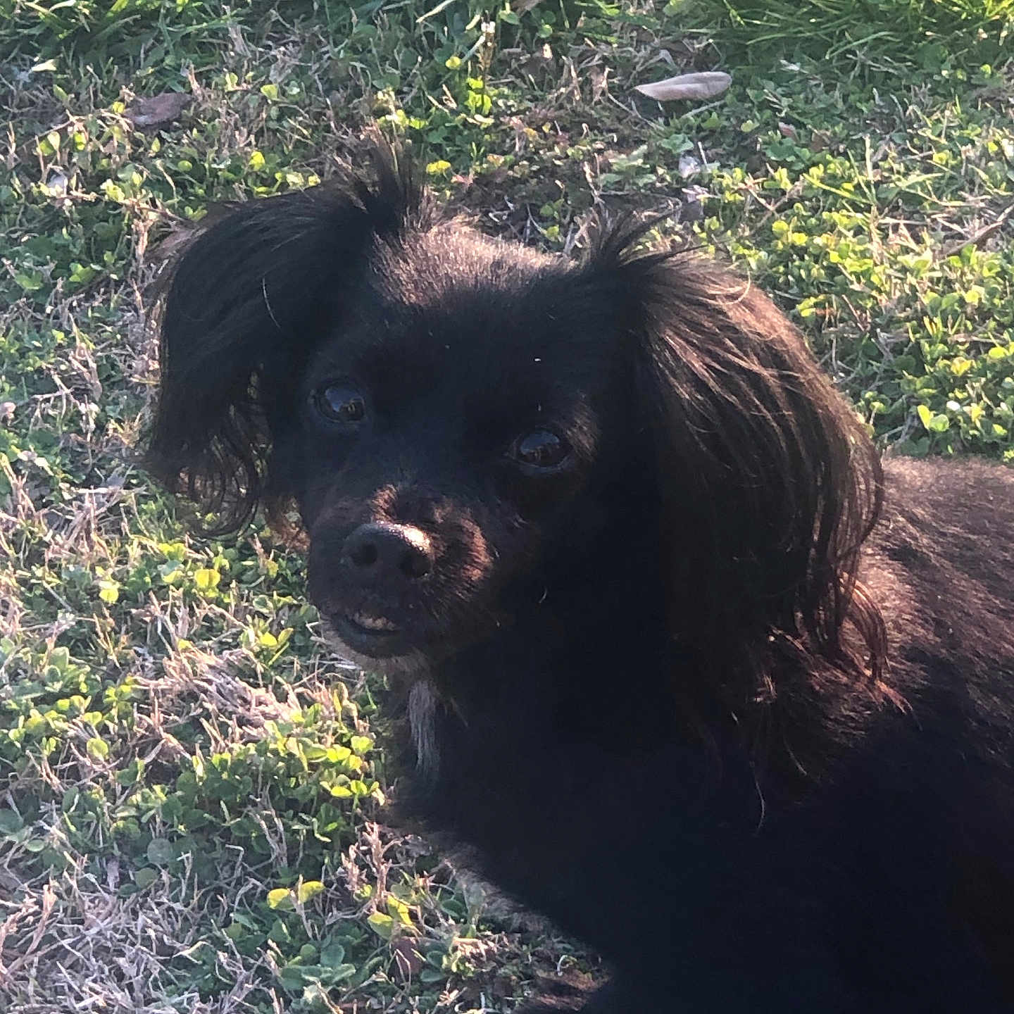 Rocket is registered to the contest to win money with this photo: animal, canine, cockerspaniel, dog, face, field, grass, grassland, green, head, lawn, nature, outdoors, person, pet, photography, plant, portrait, puppy, vegetation