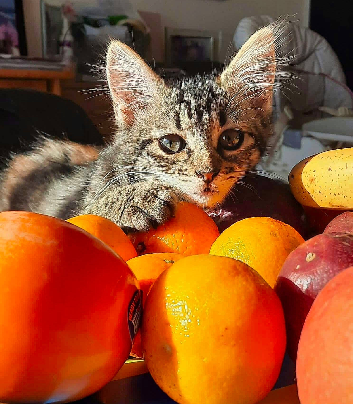Aria participe au concours pour gagner de l'argent avec cette photo : bitter_orange, carnivore, cat, citrus, clementine, felidae, food, fruit, mandarin_orange, natural_foods, orange, picture_frame, plant, rangpur, small_to_medium_sized_cats, tangelo, tangerine, valencia_orange, whiskers