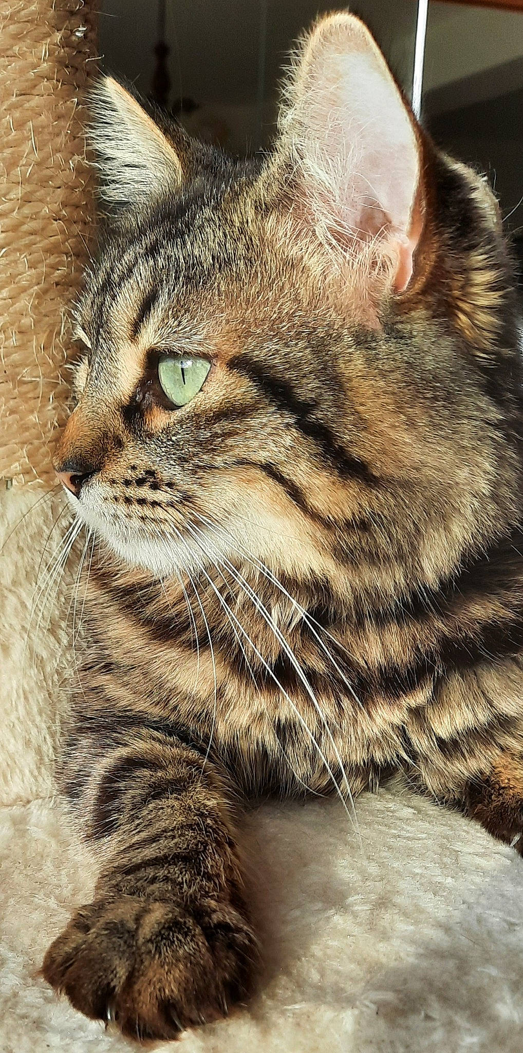 Aria participe au concours pour gagner de l'argent avec cette photo : bobcat, carnivore, cat, claw, domestic_short_haired_cat, eye, felidae, fur, grass, lynx, paw, small_to_medium_sized_cats, snout, tail, terrestrial_animal, whiskers, wildlife