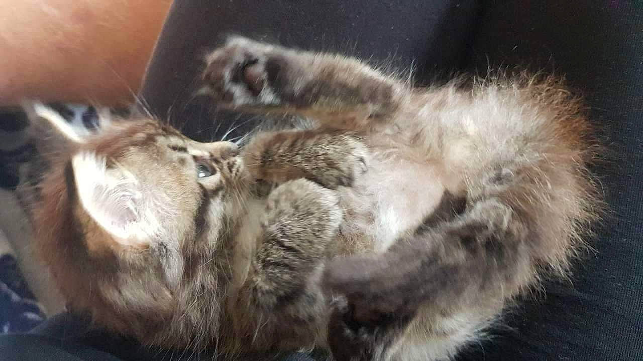 Aria a rejoint le concours — aidez-le/la à gagner de superbes lots ! carnivore, cat, claw, comfort, domestic_short_haired_cat, fawn, felidae, fur, grey, mammal, nap, paw, sleep, small_to_medium_sized_cats, snout, tail, terrestrial_animal, vertebrate, whiskers, wildlife