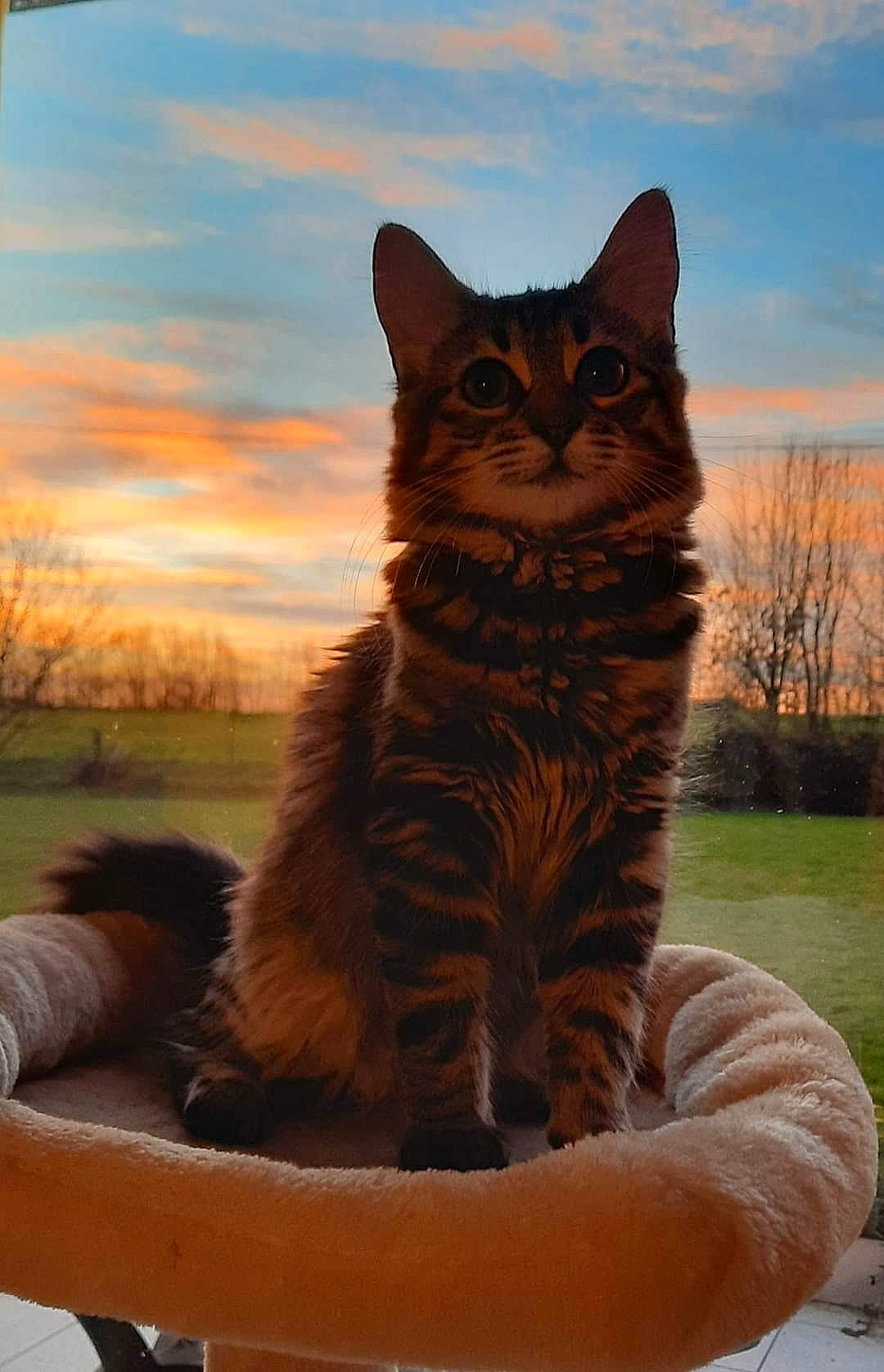 Aria participe au concours pour gagner de l'argent avec cette photo : carnivore, cat, cloud, dusk, fawn, felidae, freezing, fur, grass, plant, sky, small_to_medium_sized_cats, snout, tail, terrestrial_animal, tints_and_shades, tree, whiskers, wildlife, wood