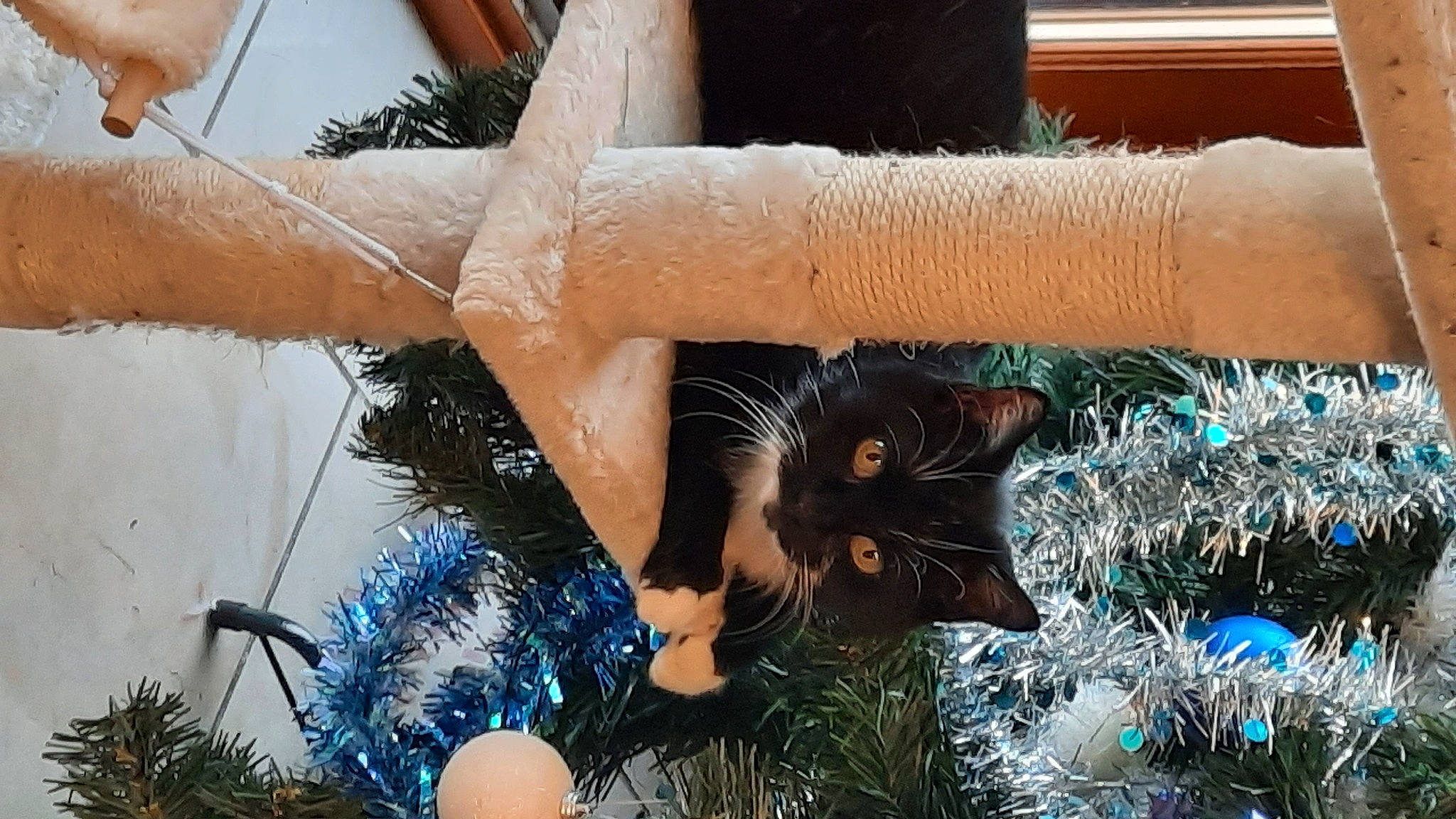 Pimousse participe au concours pour gagner de l'argent avec cette photo : branch, carnivore, christmas_decoration, christmas_ornament, christmas_tree, dress, eye, fawn, felidae, grass, happy, holiday_ornament, light, ornament, photograph, plant, sunglasses, tree, vertebrate, whiskers