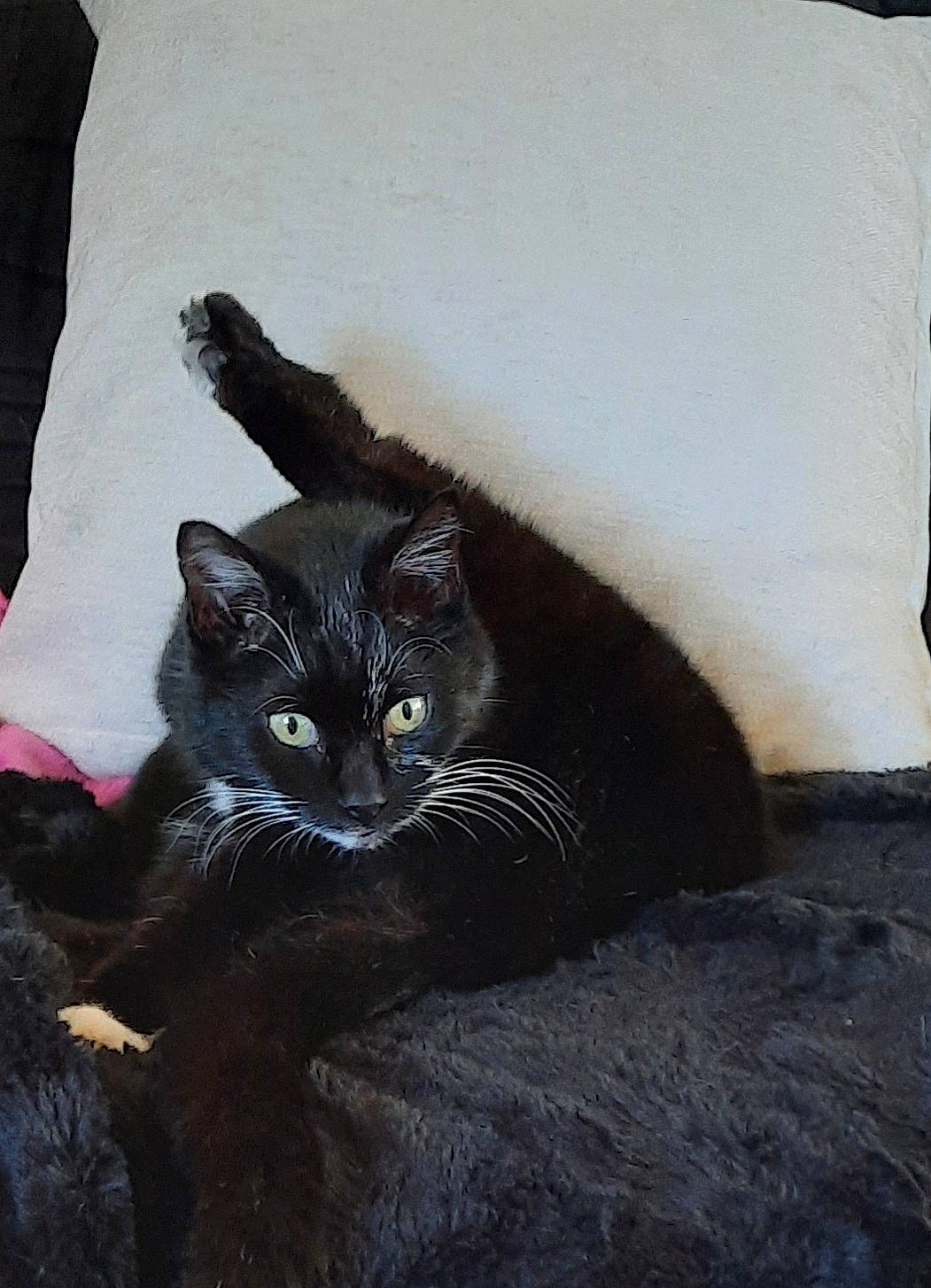 Pimousse a rejoint le concours — aidez-le/la à gagner de superbes lots ! black_cat, bombay, carnivore, cat, claw, comfort, domestic_short_haired_cat, eye, felidae, fur, gesture, iris, paw, sitting, small_to_medium_sized_cats, snout, tail, terrestrial_animal, whiskers, window