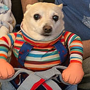 Mocho joined the competition — help win amazing prizes! animal, colorful, companion, costume, couch, cute, dark_eyes, dog, front_view, funny, indoor, nose, outfit, pet, playful, portrait, puppy, sitting, striped_clothing, white_fur