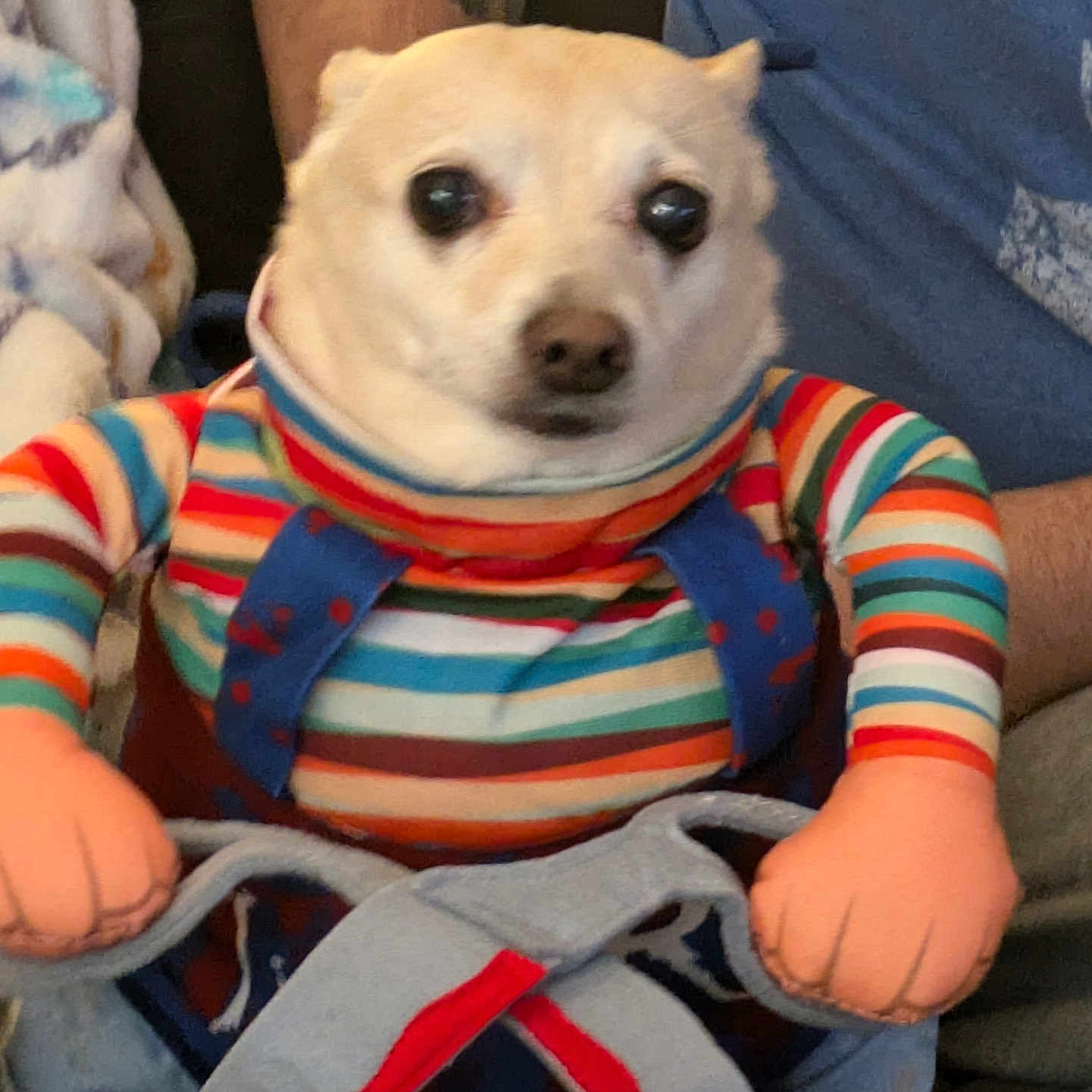 Mocho joined the competition — help win amazing prizes! animal, colorful, companion, costume, couch, cute, dark_eyes, dog, front_view, funny, indoor, nose, outfit, pet, playful, portrait, puppy, sitting, striped_clothing, white_fur