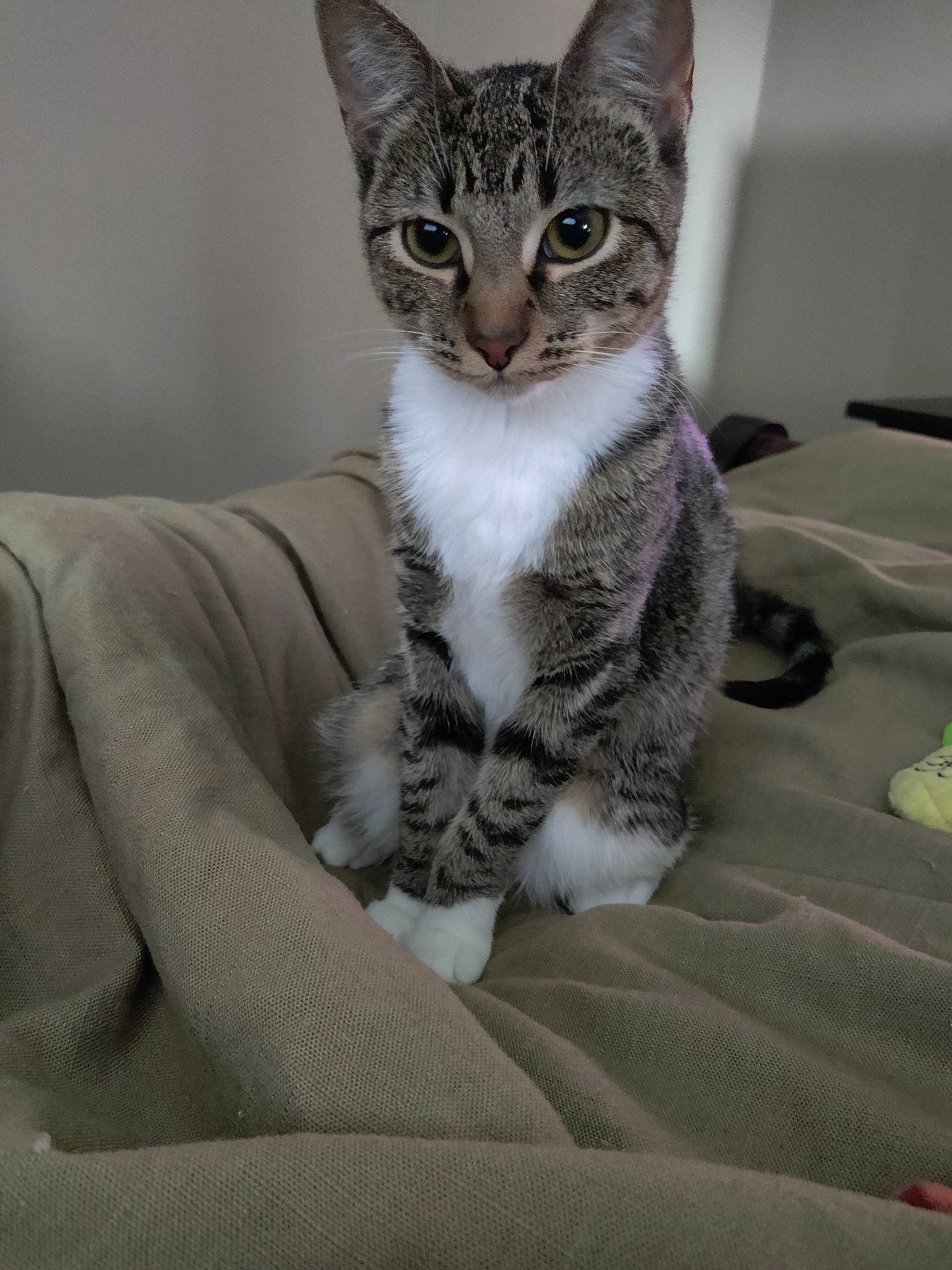 Charli is registered to the contest to win money with this photo: carnivore, cat, claw, comfort, domestic_short_haired_cat, felidae, fur, grey, paw, sitting, small_to_medium_sized_cats, tail, terrestrial_animal, whiskers, window