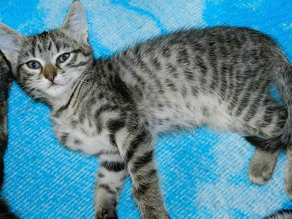 Hindy a rejoint le concours — aidez-le/la à gagner de superbes lots ! american_shorthair, asian, australian_mist, bengal, california_spangled, carnivore, cat, domestic_short_haired_cat, dragon_li, egyptian_mau, european_shorthair, felidae, kitten, mammal, ocicat, pixie_bob, small_to_medium_sized_cats, tabby_cat, vertebrate, whiskers