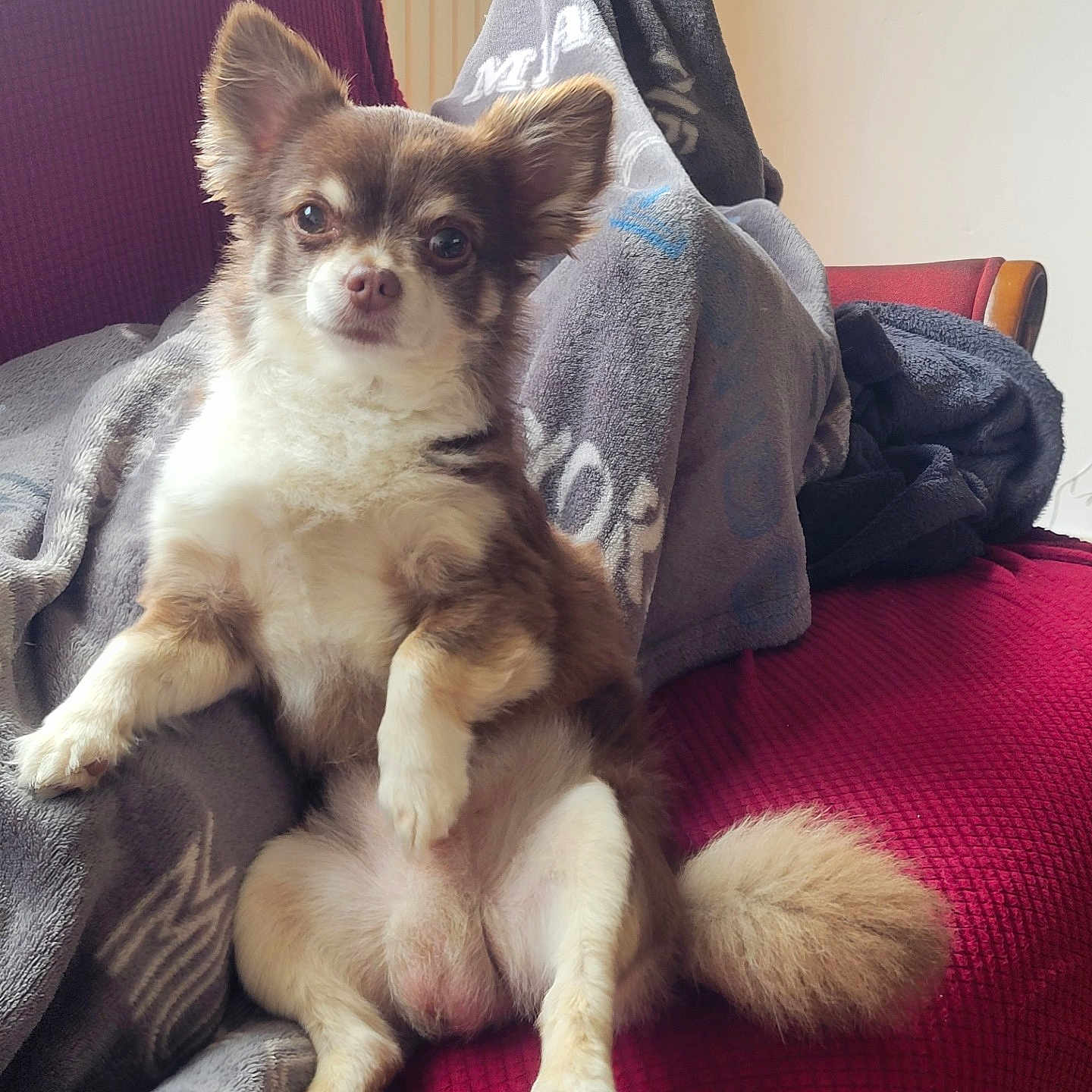 Réglisse a rejoint le concours — aidez-le/la à gagner de superbes lots ! blanket, companion, couch, cozy, cute, dog, domestic_animal, ears, fluffy, fur, furniture, home, indoor, looking, pet, portrait, relaxed, sitting, small_dog, tail