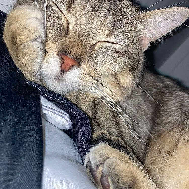 Filou a rejoint le concours — aidez-le/la à gagner de superbes lots ! abyssinian, animal, cat, egyptiancat, kitten, manx, person, pet, siamese, sleeping